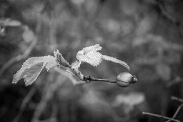 red bush fruit, wild rose, rosehip, close-up
