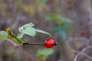 red bush fruit, wild rose, rosehip, close-up