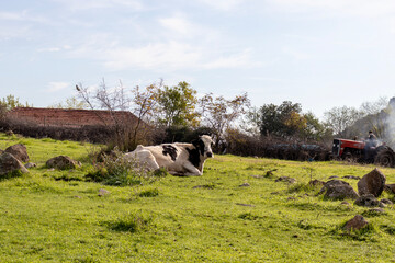Black and white Dutch cow lying in the meadow, free-range cow, Turkey