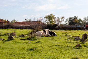 Black and white Dutch cow lying in the meadow, free-range cow, Turkey