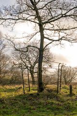Misty morning in the park with an old tree being protected by metal fence ringed around the base of the tree.