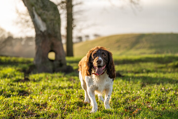 A cute white and brown English spinger spaniel dog sitting on green grass in a park with a large tree trunk in the background. 