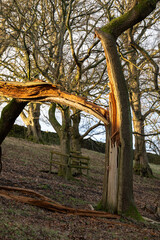 Old tree split by lightning