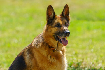 portrait of german shepherd © talavietis