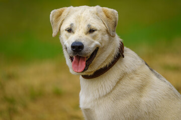 golden retriever portrait © talavietis