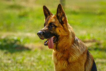 portrait of german shepherd © talavietis