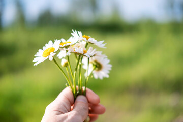 Hand gently holding a bouquet of daisies against a blurred green field. The image captures the simplicity and beauty of nature, evoking a sense of peace and calm.