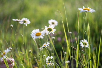 Wild daisies bloom in a sunlit meadow, swaying gently in the breeze. A hand reaches towards the delicate flowers, capturing a moment of connection with nature's serene beauty.