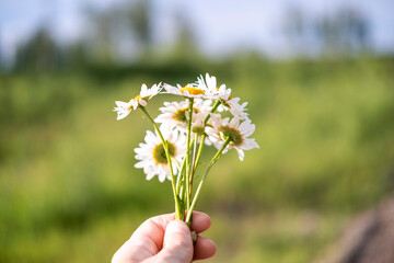 Hand Holding Daisies in a Sunlit Field