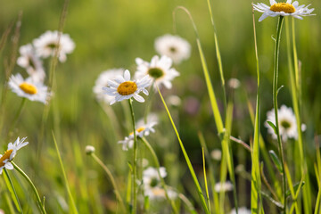 Wild daisies bloom in a sunlit meadow, swaying gently in the breeze. A hand reaches towards the delicate flowers, capturing a moment of connection with nature's serene beauty.