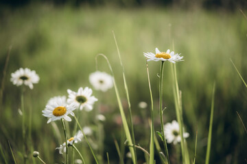 Wild Daisies in Sunlit Meadow with Hand Reaching
