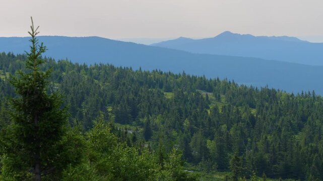 A scenic view looking out over dense coniferous forests and rolling blue mountains in the distance under a bright sky. The vast taiga landscape of the Southern Urals region of Russia is visible, showc