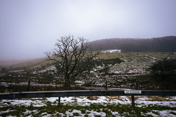 Bare tree next to a stream by the roadside on a snowy, foggy day at Nant Crew in Bannau Brycheiniog