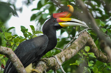 Great Rhinoceros Hornbill (Buceros rhinoceros) perched on a tropical tree on Borneo Island