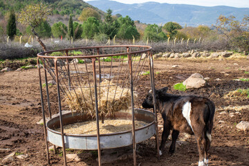 calf in animal farm, cow feed stand, round iron.