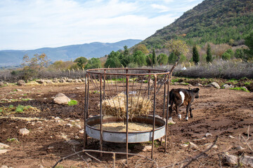 calf in animal farm, cow feed stand, round iron.