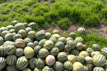Watermelons harvested from the field, at the threshing floor