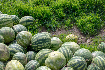 Watermelons harvested from the field, at the threshing floor