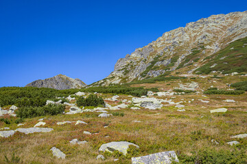 Mountain meadow with rocky slope and alpine vegetation in Valley of Five Polish Ponds, Tatra Mountains