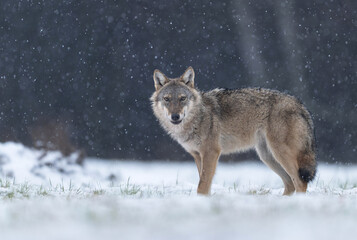 Obraz premium Grey wolf ( Canis lupus ) close up