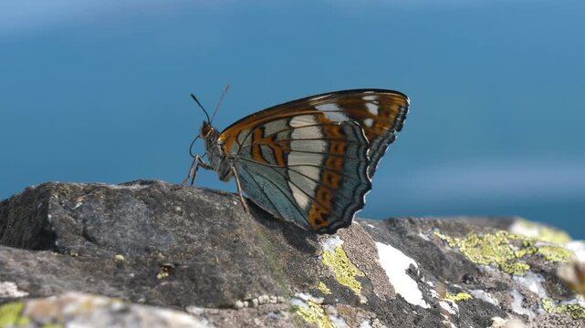 close-up shot of a male Poplar Admiral butterfly (Limenitis populi) with its wings folded, resting on a rocky surface. The vibrant orange, white, and blue-grey patterns on its underwings are clearly v