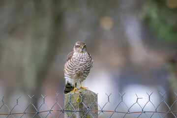 A female, Eurasian Sparrowhawk (Accipiter nisus) perched on a fence post waiting for prey.