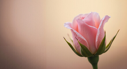 Pink rosebud blooming against a soft pastel background  