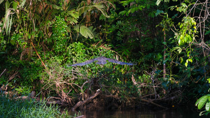 Naklejka premium Typical Costa Rican Birds in Tortuguero and National Parks Across the Tropical Rainforests of Costa Rica