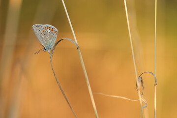 una farfalla licenide al tramonto