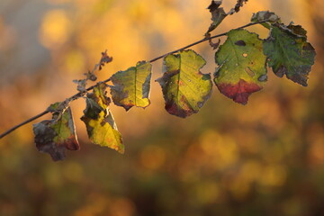 foglie in autunno nel bosco
