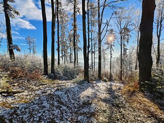 forest in winter in daylight