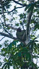 Obraz premium Two-Toed and Three-Toed Sloth Hanging and Feeding in Lush Tropical Trees of Costa Rica