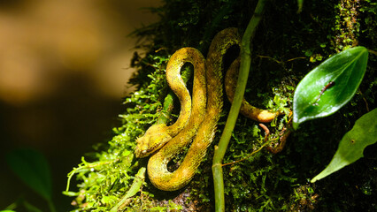 Small Arboreal Snake Coiled in a Zigzag Position on Tree Branches in the Tropical Forests of Costa Rica