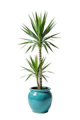 Fototapeta premium A vibrant yucca plant in a bright turquoise ceramic pot. Capturing the simplicity of nature and its elegance.