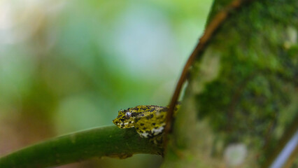 Small Arboreal Snake Coiled in a Zigzag Position on Tree Branches in the Tropical Forests of Costa Rica
