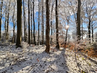 forest in winter in daylight