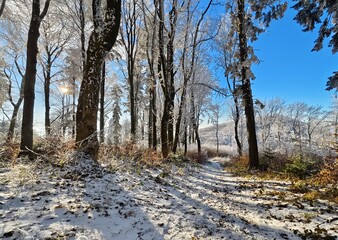 trail through the winter forest