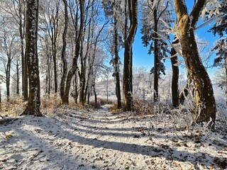trail through the winter forest