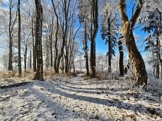 trail through the winter forest