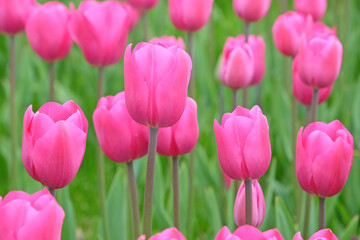 Pink Triumph Tulip in flower.