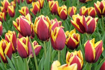Rd and yellow Triumph Tulip &lsquo;Gavota&rsquo;  in flower.
