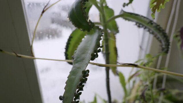 Kalanchoe daigremontiana succulent grows on an indoor windowsill with plantlets on its leaves. Soft focus shifts to reveal a bright, snowy landscape visible through the window.