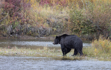 Grizzly Bear in Autumn in Grand Teton National Park Wyoming