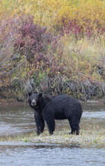 Grizzly Bear in Autumn in Grand Teton National Park Wyoming