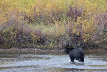 Grizzly Bear in Autumn in Grand Teton National Park Wyoming