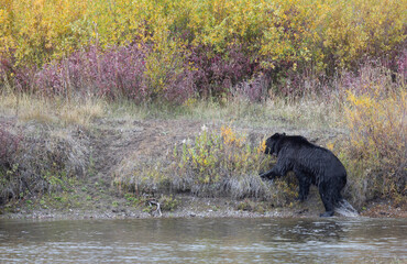 Grizzly Bear in Autumn in Grand Teton National Park Wyoming