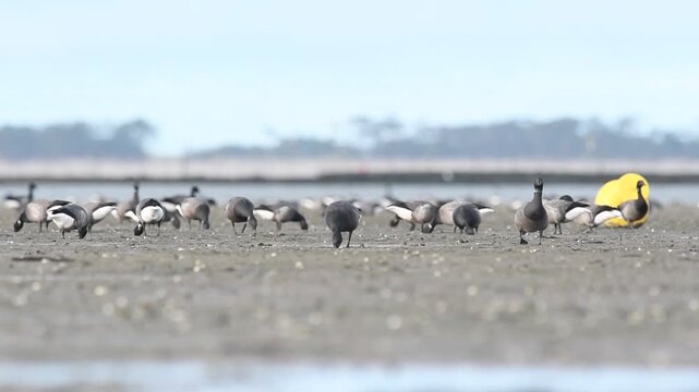 Flock of Brent geese (Branta bernicla) foraging on a muddy coastal shoreline at low tide