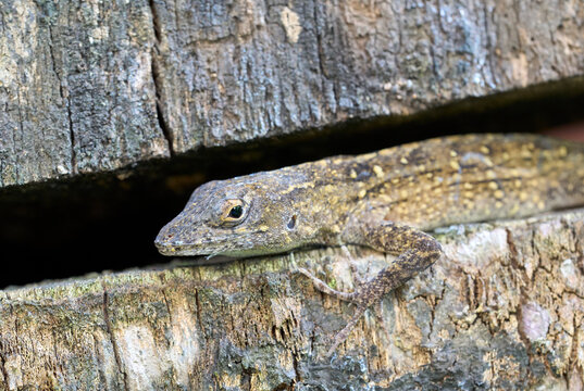 Hiding lizard rests while blending with a dead tree to evade predators