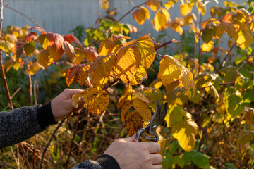 Autumn pruning in garden with sunlit leaves