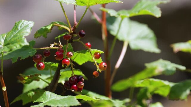 A close-up of a red currant branch with berries
